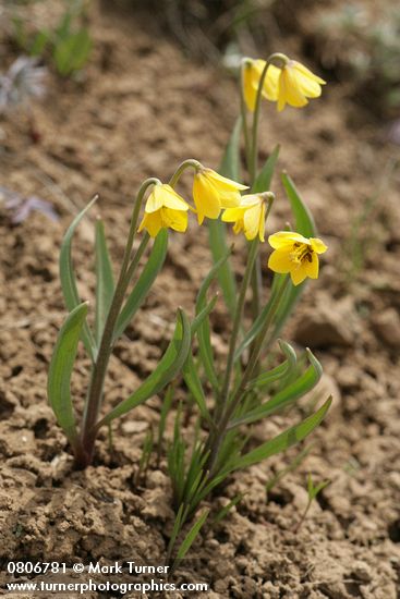 Fritillaria pudica