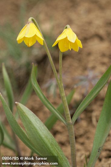 Fritillaria pudica