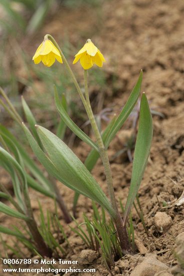 Fritillaria pudica