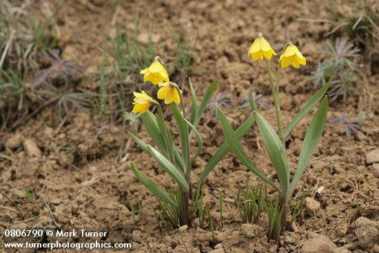 Fritillaria pudica