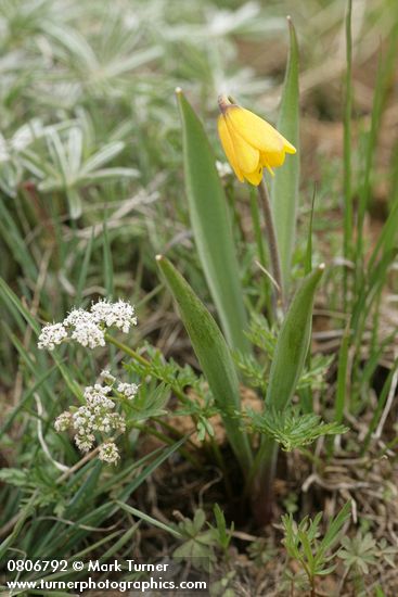 Fritillaria pudica; Lomatium piperi