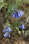 Trumpet Lungwort