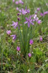 Grass Widows w/ Desert Shooting Stars