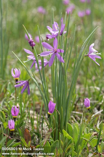 Olsynium douglasii; Dodecatheon conjugens