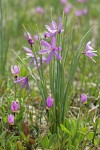 Grass Widows w/ Desert Shooting Stars