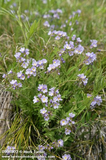 Polemonium occidentale