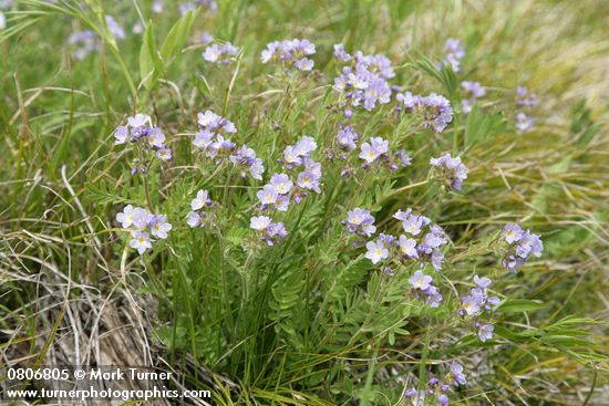 Polemonium occidentale