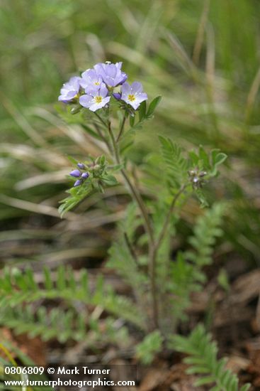 Polemonium occidentale