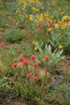 Harsh Paintbrush w/ Arrowleaf Balsamroot soft bkgnd