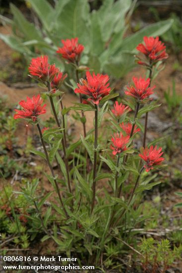 Castilleja hispida