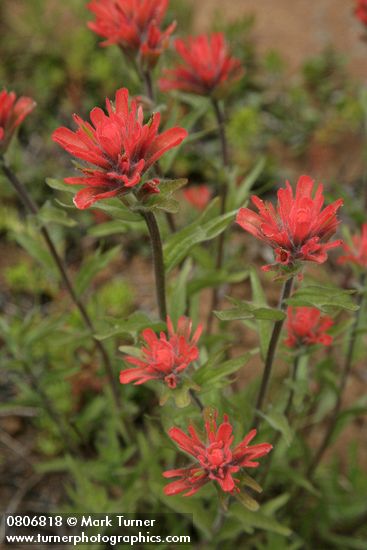 Castilleja hispida