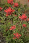 Harsh Paintbrush bracts & foliage