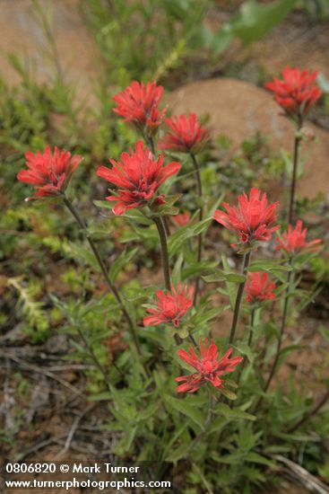 Castilleja hispida