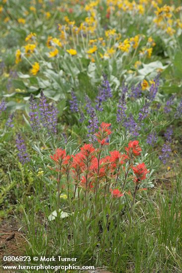 Castilleja hispida; Lupinus sericeus