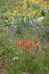 Harsh Paintbrush w/ Silky Lupines, Arrowleaf Balsamroot soft bkgnd