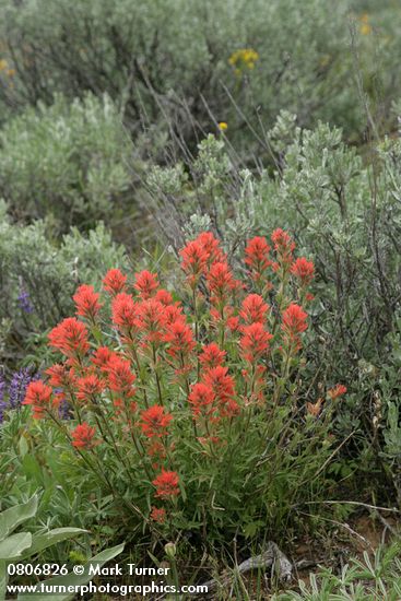 Castilleja hispida; Artemisia tridentata