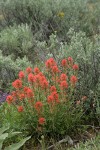 Harsh Paintbrush w/ Big Sagebrush