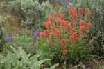 Harsh Paintbrush w/ Silky Lupines, Big Sagebrush, Arrowleaf Balsamroot foliage