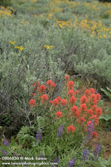 Castilleja hispida; Lupinus sericea