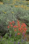 Harsh Paintbrush w/ Silky Lupines, Big Sagebrush