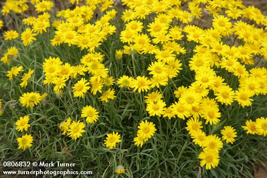 Erigeron linearis