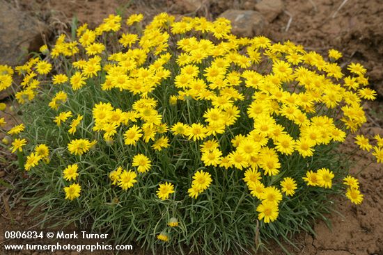 Erigeron linearis