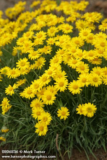 Erigeron linearis