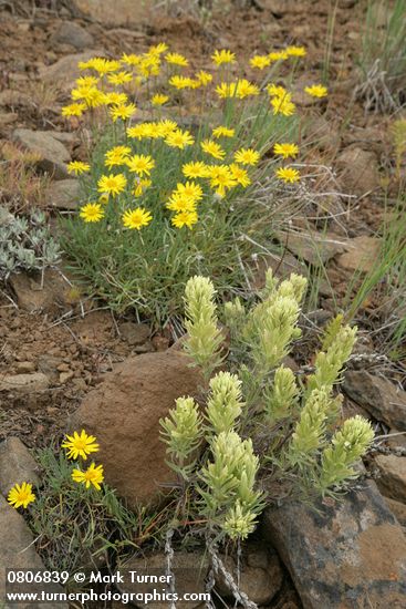 Castilleja thompsonii; Erigeron linearis