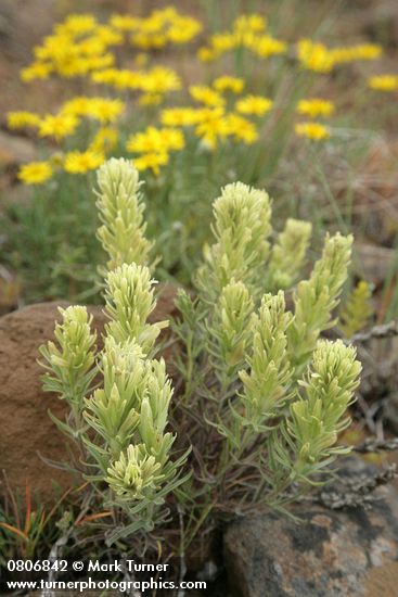 Castilleja thompsonii