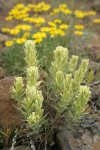 Thompson's Paintbrush w/ Yellow Desert Daisies soft bkgnd