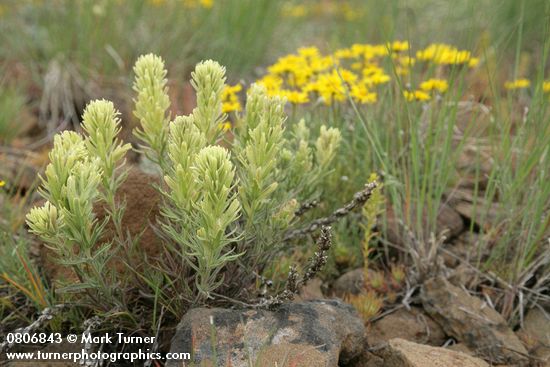 Castilleja thompsonii