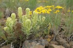 Thompson's Paintbrush w/ Yellow Desert Daisies soft bkgnd