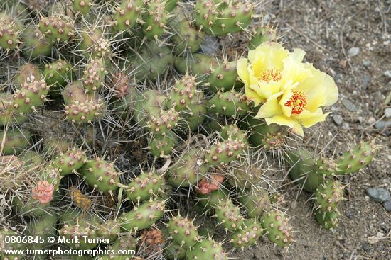 Opuntia fragilis