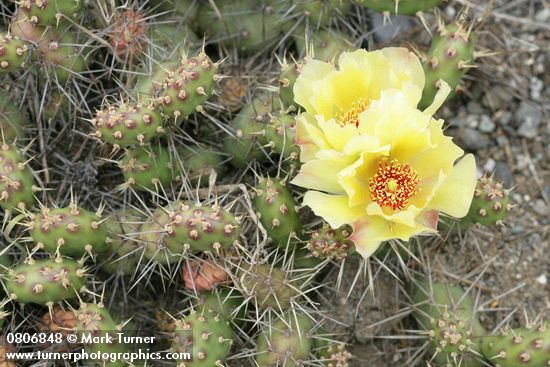 Opuntia fragilis