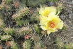 Brittle Prickly Pear Cactus