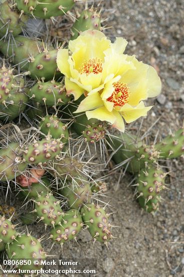 Opuntia fragilis