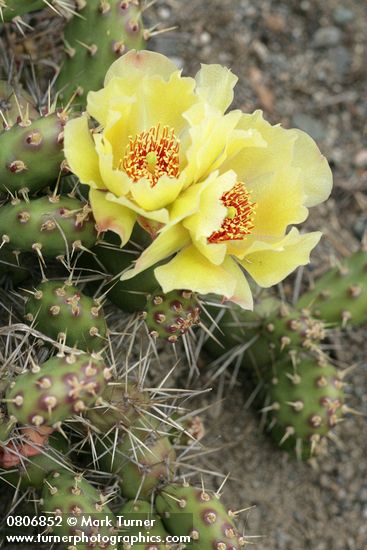 Opuntia fragilis