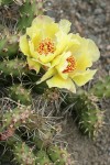 Brittle Prickly Pear Cactus