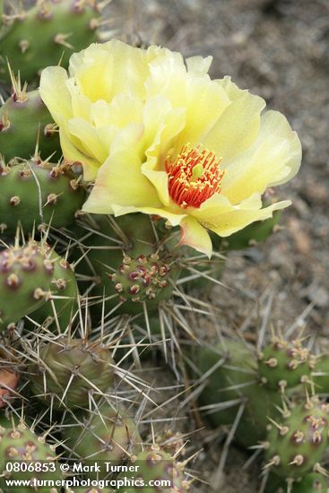 Opuntia fragilis