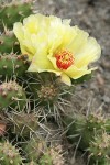 Brittle Prickly Pear Cactus