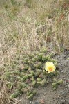 Brittle Prickly Pear Cactus among dry grasses on sandy slope