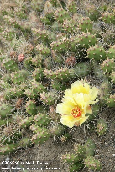 Opuntia fragilis