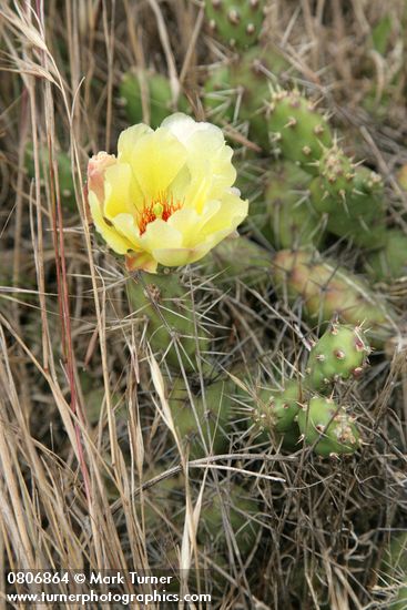 Opuntia fragilis