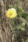 Brittle Prickly Pear Cactus among dry grasses