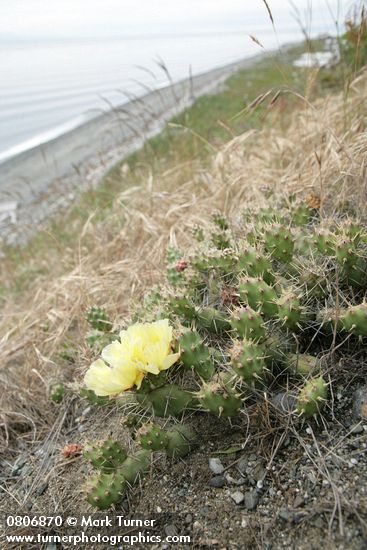 Opuntia fragilis