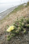 Brittle Prickly Pear Cactus w/ beach soft bkgnd