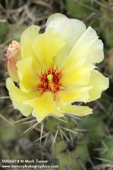 Opuntia fragilis