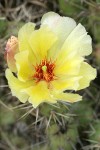 Brittle Prickly Pear Cactus blossom
