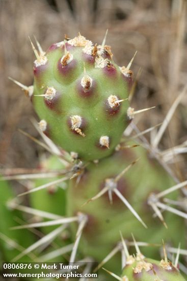 Opuntia fragilis