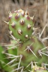 Brittle Prickly Pear Cactus pads & spines detail
